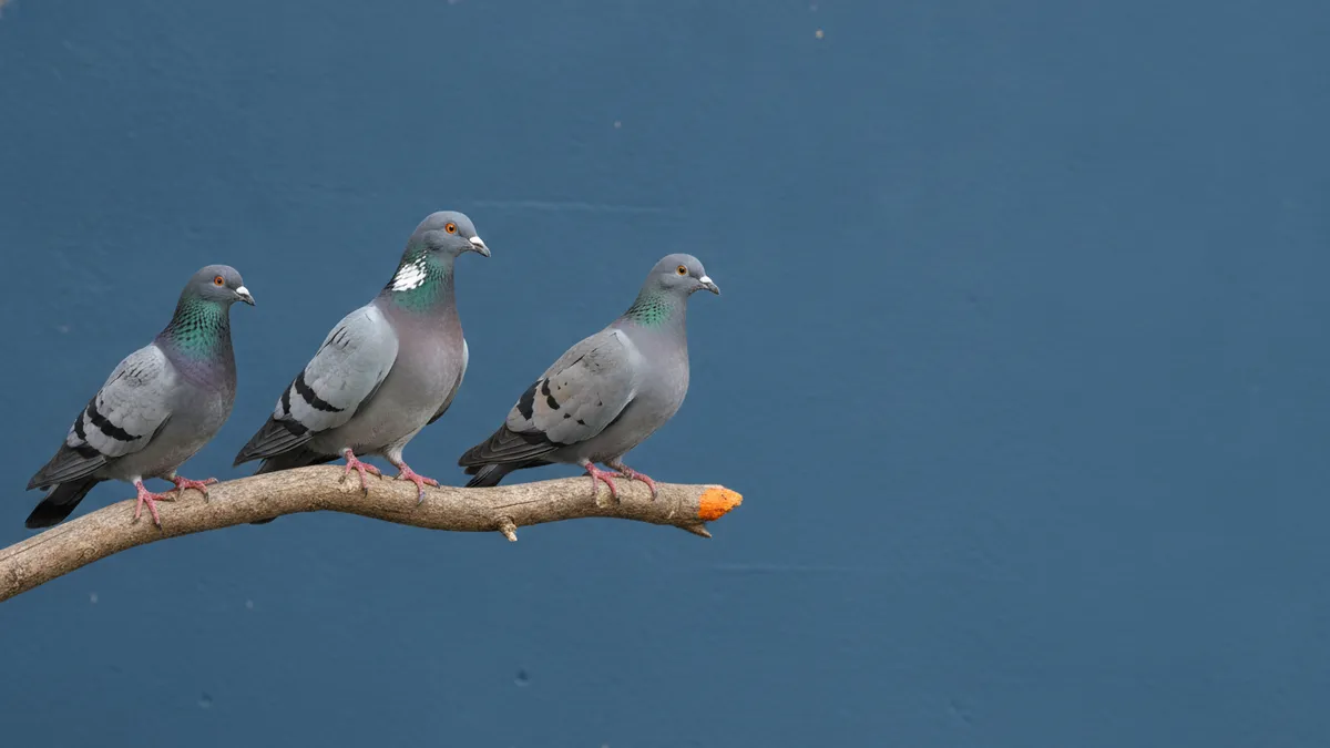 Comparaison de trois espèces de pigeons perchées contre un mur neutre